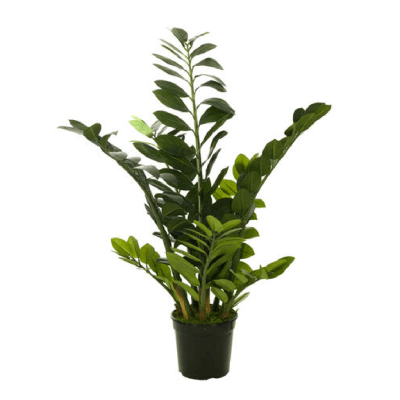 comprar PLANTA ZAMIOCULCA - Medida 97CM online de desde 135,28 € comprar PLANTA ZAMIOCULCA - Medida 97CM online de desde 135,28 €