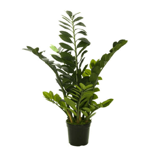 PLANTA ZAMIOCULCA - Medida 97CM