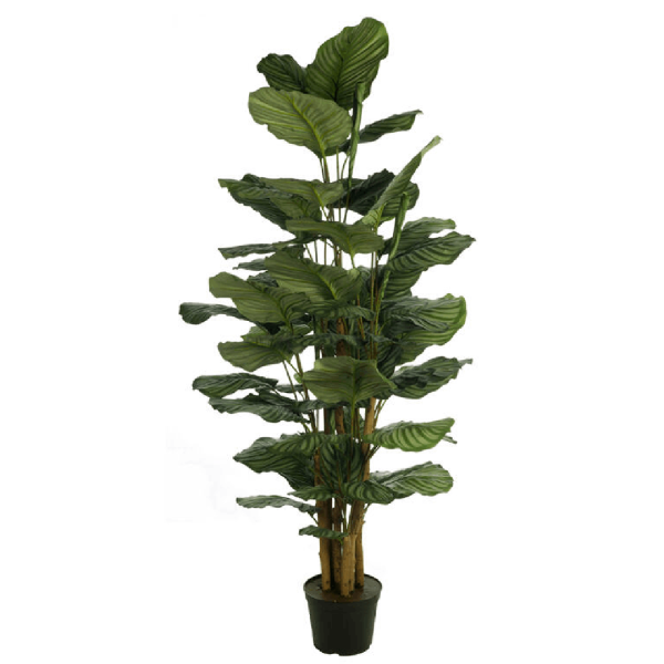 Planta Calathea X8 160cm C/Mac(471178 Verde