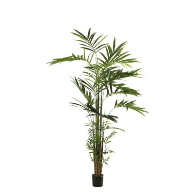 comprar Im Palmera Kentia X383 270cm C/Mac Verde online de desde 479,16 € comprar Im Palmera Kentia X383 270cm C/Mac Verde online de desde 479,16 €