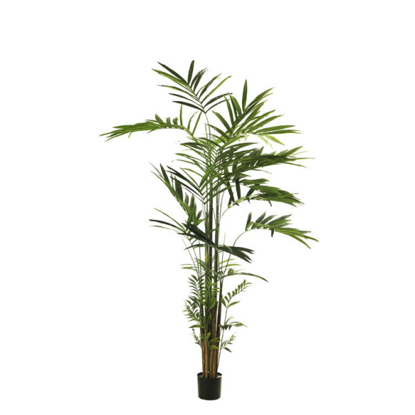 Im Palmera Kentia X383 270cm C/Mac Verde