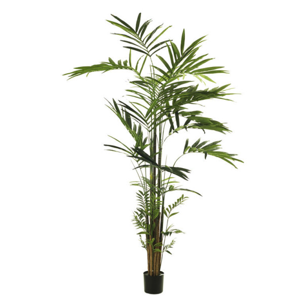 Im Palmera Kentia X499 360cm C/Mac Verde