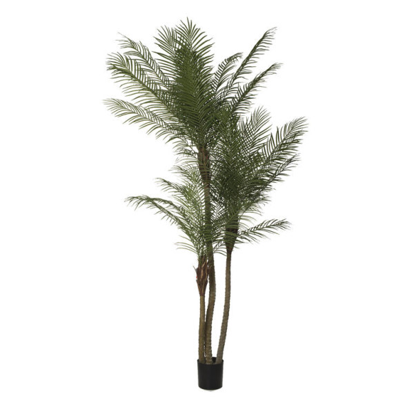 Im Palmera Phoenix Tropical X3/2331 260cM Verde