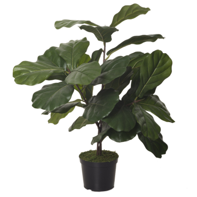comprar 473702 FB PLANTA FICUS LYRATA 70CM C/M(306573) online de  desde 212,21 €