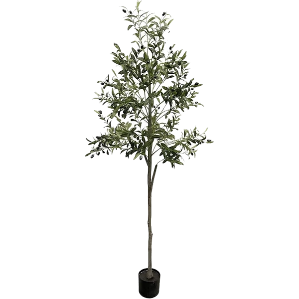 Olivo - 180 cm