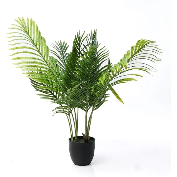Palmera Areca -  70 cm