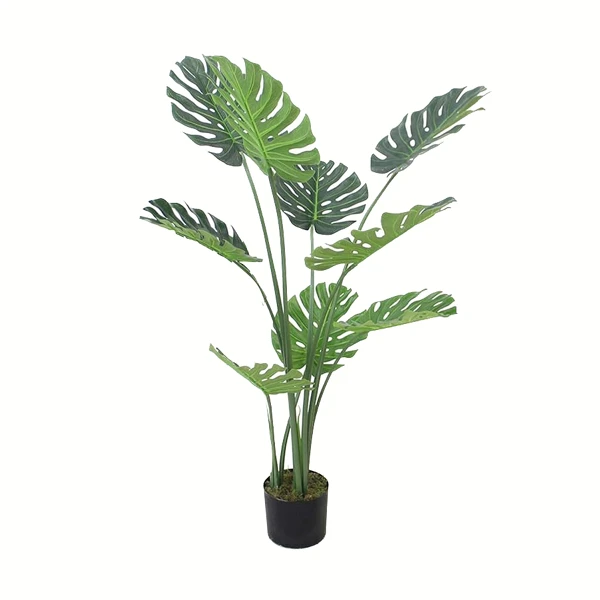 Costilla de Adán (Monstera deliciosa, planta suiza) - 120 cm