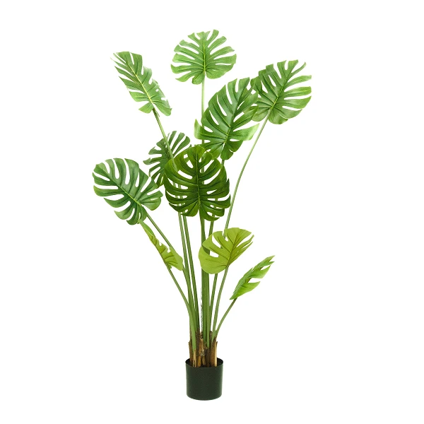Costilla de Adán (Monstera deliciosa, planta suiza) - 160 cm