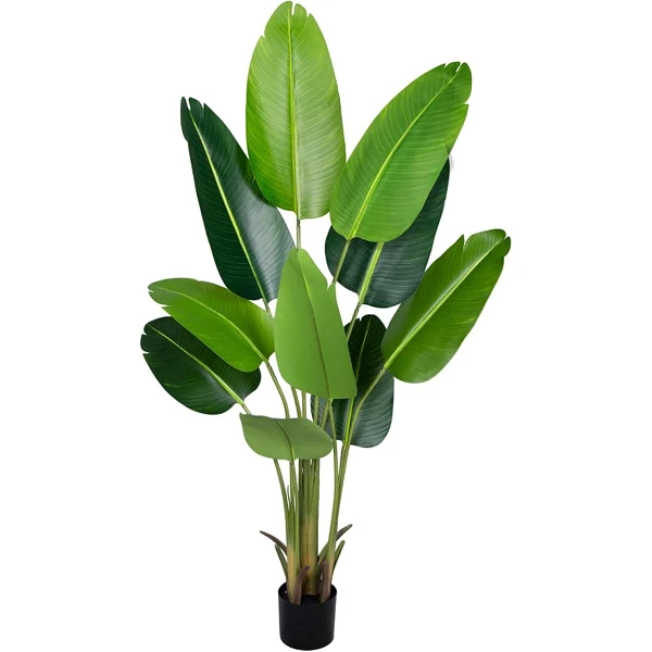 Ave del Paraíso (Strelitzia, flor del paraíso)  - 160 cm