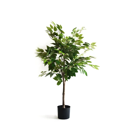 comprar Ficus - 105 cm online de desde 42,48 € comprar Ficus - 105 cm online de desde 42,48 €