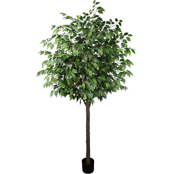 Ficus - 180 cm