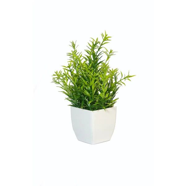 Planta Chica Buxus 18 cm - 4u.