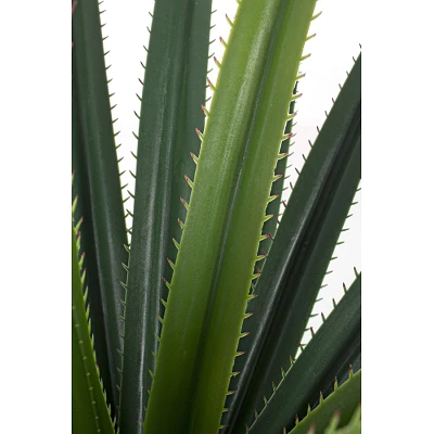 comprar PLANTA RUSCACEAE CON MACETERO 28HOJ H90CM online de BIZZOTTO desde 65,34 € comprar PLANTA RUSCACEAE CON MACETERO 28HOJ H90CM online de BIZZOTTO desde 65,34 €