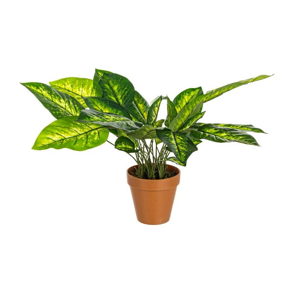 PLANTA DIEFEMBACHIA CON MACETERO 30HOJ H45