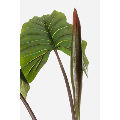 comprar PLANTA DIEFFENBACHIA CON MACETERO 10HOJAS H134 online de BIZZOTTO desde 123,06 € comprar PLANTA DIEFFENBACHIA CON MACETERO 10HOJAS H134 online de BIZZOTTO desde 123,06 €