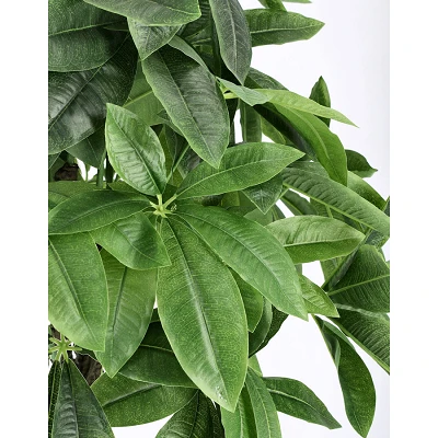 comprar PLANTA PACHIRA ACUÁTICO CON MACETERO 280H H120 online de BIZZOTTO desde 142,66 € comprar PLANTA PACHIRA ACUÁTICO CON MACETERO 280H H120 online de BIZZOTTO desde 142,66 €