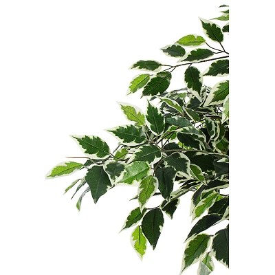 comprar PLANTA FICUS VARIEGADO CON MACETERO X760H H120 online de BIZZOTTO desde 87,12 € comprar PLANTA FICUS VARIEGADO CON MACETERO X760H H120 online de BIZZOTTO desde 87,12 €