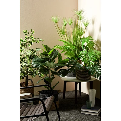 comprar PLANTA FICUS VARIEGADO CON MACETERO X760H H120 online de BIZZOTTO desde 87,12 € comprar PLANTA FICUS VARIEGADO CON MACETERO X760H H120 online de BIZZOTTO desde 87,12 €