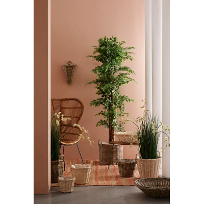 comprar PLANTA FICUS CON MACETERO 2480HOJAS H210 online de BIZZOTTO desde 185,13 € comprar PLANTA FICUS CON MACETERO 2480HOJAS H210 online de BIZZOTTO desde 185,13 €