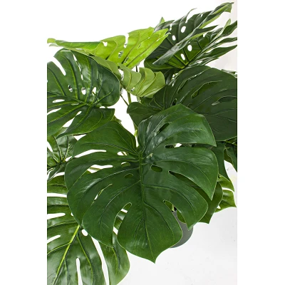comprar PLANTA FILODENDRO CON MACETERO con 24 HOJAS | Altura 65CM | costilla de Adán online de BIZZOTTO desde 76,23 € comprar PLANTA FILODENDRO CON MACETERO con 24 HOJAS | Altura 65CM | costilla de Adán online de BIZZOTTO desde 76,23 €