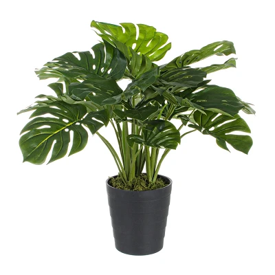 comprar PLANTA FILODENDRO CON MACETERO con 24 HOJAS | Altura 65CM | costilla de Adán online de BIZZOTTO desde 76,23 € comprar PLANTA FILODENDRO CON MACETERO con 24 HOJAS | Altura 65CM | costilla de Adán online de BIZZOTTO desde 76,23 €