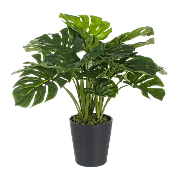PLANTA FILODENDRO CON MACETERO con 24 HOJAS | Altura 65CM | costilla de Adán