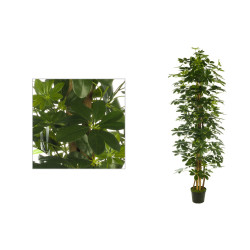 comprar ARBOL SCHEFLERA X1457H 180CM/150C,/120CM online de desde 353,32 € comprar ARBOL SCHEFLERA X1457H 180CM/150C,/120CM online de desde 353,32 €