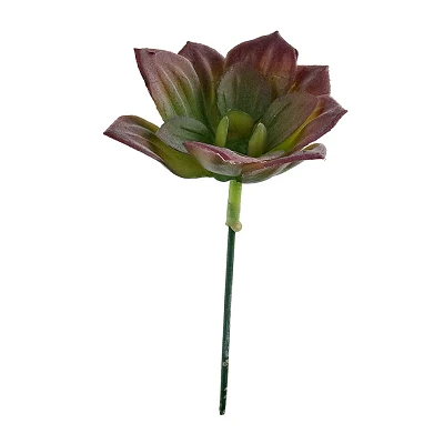 comprar PLANTA ECHEVERIA MINI SIN FLORERO online de BIZZOTTO desde 2,61 € comprar PLANTA ECHEVERIA MINI SIN FLORERO online de BIZZOTTO desde 2,61 €