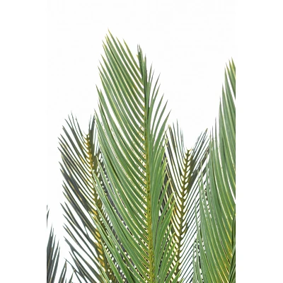 comprar PLANTA PALMA CYCAS CON MACETERO 28HOJ H120 online de BIZZOTTO desde 182,95 € comprar PLANTA PALMA CYCAS CON MACETERO 28HOJ H120 online de BIZZOTTO desde 182,95 €