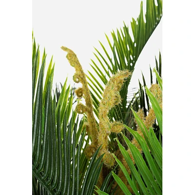 comprar PLANTA PALMA CON MACETERO 36HOJ 2TR H150 online de BIZZOTTO desde 194,93 € comprar PLANTA PALMA CON MACETERO 36HOJ 2TR H150 online de BIZZOTTO desde 194,93 €