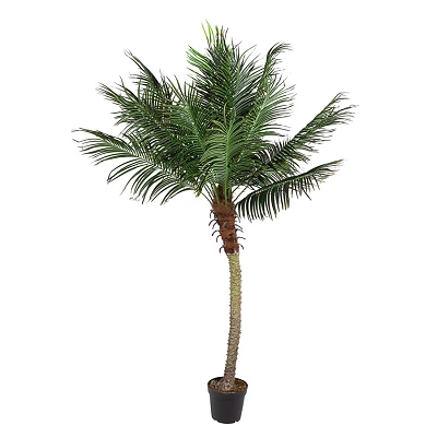 comprar PLANTA PALMA CON MACETERO 18HOJAS H210 online de BIZZOTTO desde 540,14 € comprar PLANTA PALMA CON MACETERO 18HOJAS H210 online de BIZZOTTO desde 540,14 €