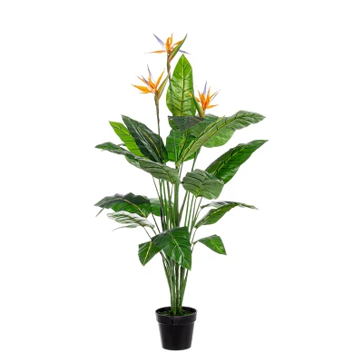 comprar PLANTA STERLITZIA CON MACETERO 25HOJ X3FLO H150 online de BIZZOTTO desde 139,39 € comprar PLANTA STERLITZIA CON MACETERO 25HOJ X3FLO H150 online de BIZZOTTO desde 139,39 €
