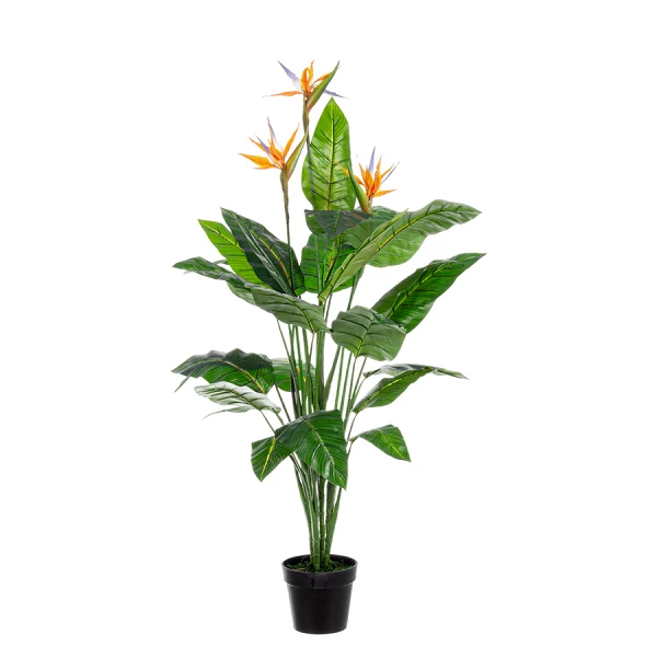 PLANTA STERLITZIA CON MACETERO 25HOJ X3FLO H150