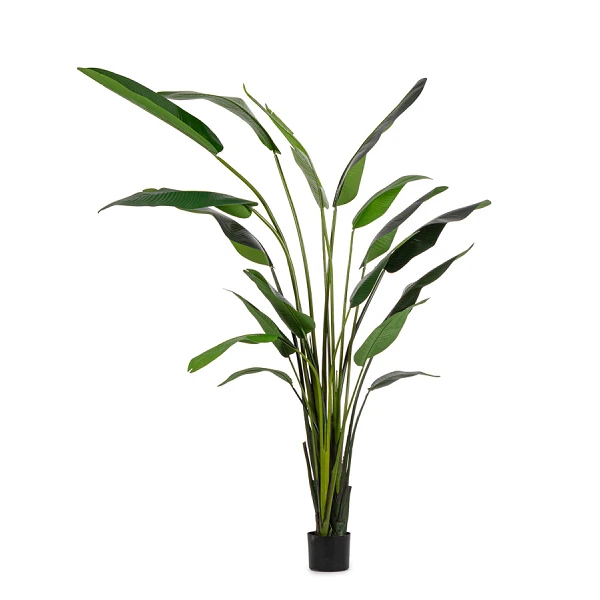 PLANTA STRELITZIA CON MACETERO 18HOJAS H310