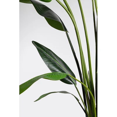 comprar PLANTA STRELITZIA CON MACETERO 18HOJAS H310 online de BIZZOTTO desde 298,39 € comprar PLANTA STRELITZIA CON MACETERO 18HOJAS H310 online de BIZZOTTO desde 298,39 €
