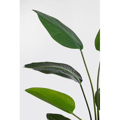 comprar PLANTA STRELITZIA CON MACETERO 10HOJAS H150 online de BIZZOTTO desde 72,96 € comprar PLANTA STRELITZIA CON MACETERO 10HOJAS H150 online de BIZZOTTO desde 72,96 €