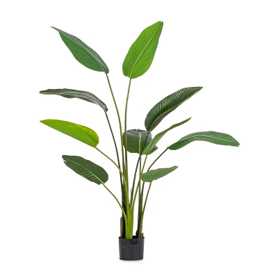 comprar PLANTA STRELITZIA CON MACETERO 10HOJAS H150 online de BIZZOTTO desde 72,96 € comprar PLANTA STRELITZIA CON MACETERO 10HOJAS H150 online de BIZZOTTO desde 72,96 €