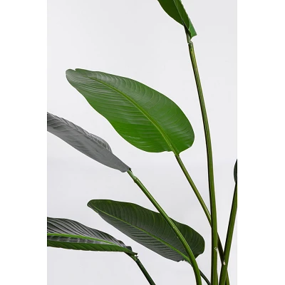 comprar PLANTA STRELITZIA CON MACETERO 13HOJAS H185 online de BIZZOTTO desde 109,99 € comprar PLANTA STRELITZIA CON MACETERO 13HOJAS H185 online de BIZZOTTO desde 109,99 €