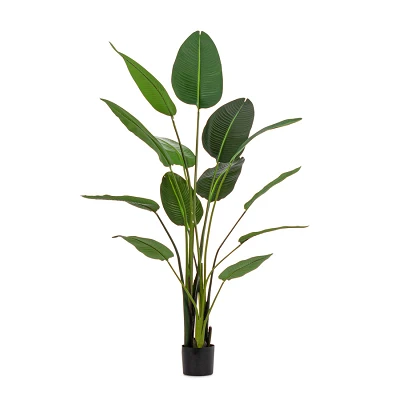 comprar PLANTA STRELITZIA CON MACETERO 13HOJAS H185 online de BIZZOTTO desde 109,99 € comprar PLANTA STRELITZIA CON MACETERO 13HOJAS H185 online de BIZZOTTO desde 109,99 €