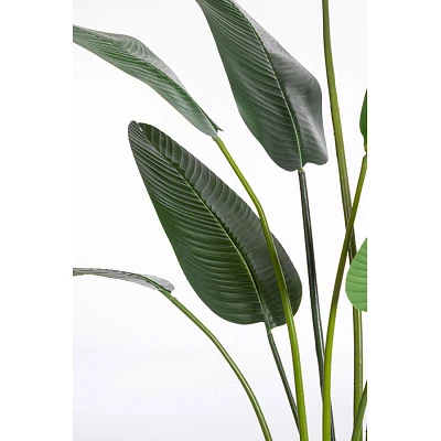 comprar PLANTA STRELITZIA CON MACETERO 13HOJAS H235 online de BIZZOTTO desde 144,84 € comprar PLANTA STRELITZIA CON MACETERO 13HOJAS H235 online de BIZZOTTO desde 144,84 €