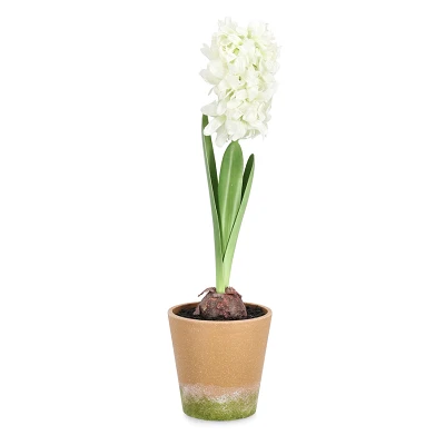 comprar PLANTA JACINTO CON MACETERO BLANCO H52CM online de BIZZOTTO desde 33,32 € comprar PLANTA JACINTO CON MACETERO BLANCO H52CM online de BIZZOTTO desde 33,32 €