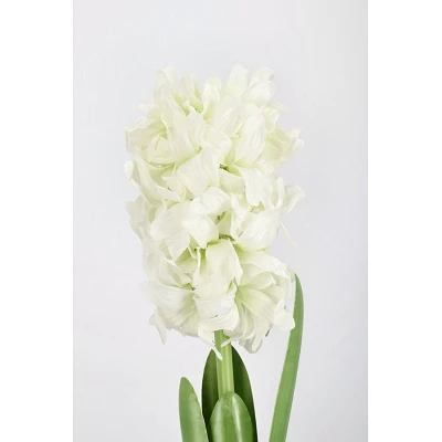 comprar PLANTA JACINTO CON MACETERO BLANCO H52CM online de BIZZOTTO desde 33,32 € comprar PLANTA JACINTO CON MACETERO BLANCO H52CM online de BIZZOTTO desde 33,32 €
