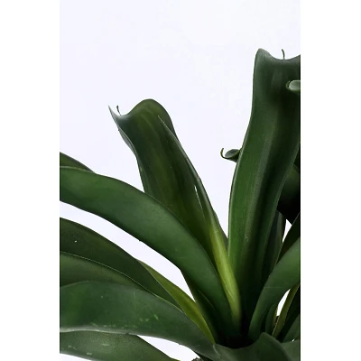 comprar PLANTA ANANAS CON MACETERO X2TR H43CM online de BIZZOTTO desde 60,98 € comprar PLANTA ANANAS CON MACETERO X2TR H43CM online de BIZZOTTO desde 60,98 €