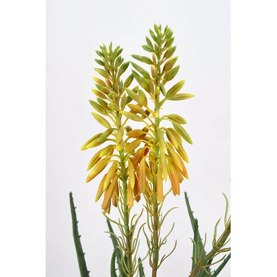 comprar PLANTA ALOE CON MACETERO X3F H51CM online de BIZZOTTO desde 36,15 € comprar PLANTA ALOE CON MACETERO X3F H51CM online de BIZZOTTO desde 36,15 €