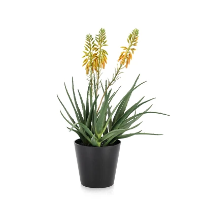 comprar PLANTA ALOE CON MACETERO X3F H51CM online de BIZZOTTO desde 36,15 € comprar PLANTA ALOE CON MACETERO X3F H51CM online de BIZZOTTO desde 36,15 €