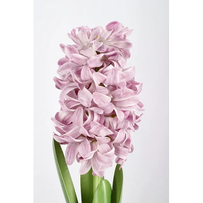comprar PLANTA JACINTO CON MACETERO ROSA H52CM online de BIZZOTTO desde 33,32 € comprar PLANTA JACINTO CON MACETERO ROSA H52CM online de BIZZOTTO desde 33,32 €
