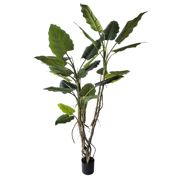 PLANTA ALOCASIA CON MACETERO H150
