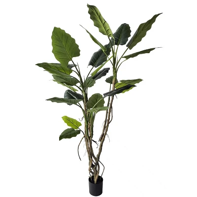 comprar PLANTA ALOCASIA CON MACETERO 26HOJAS H200 online de BIZZOTTO desde 239,58 € comprar PLANTA ALOCASIA CON MACETERO 26HOJAS H200 online de BIZZOTTO desde 239,58 €