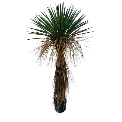 comprar PLANTA YkKA ROSTATA CON MACETERO H120 online de BIZZOTTO desde 131,77 € comprar PLANTA YkKA ROSTATA CON MACETERO H120 online de BIZZOTTO desde 131,77 €