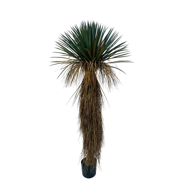 PLANTA YkKA ROSTATA CON MACETERO H180